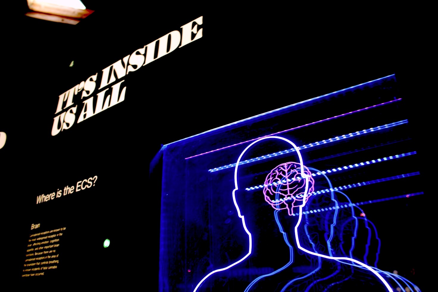 How Does Technology Enhance Our Understanding of the Brain?